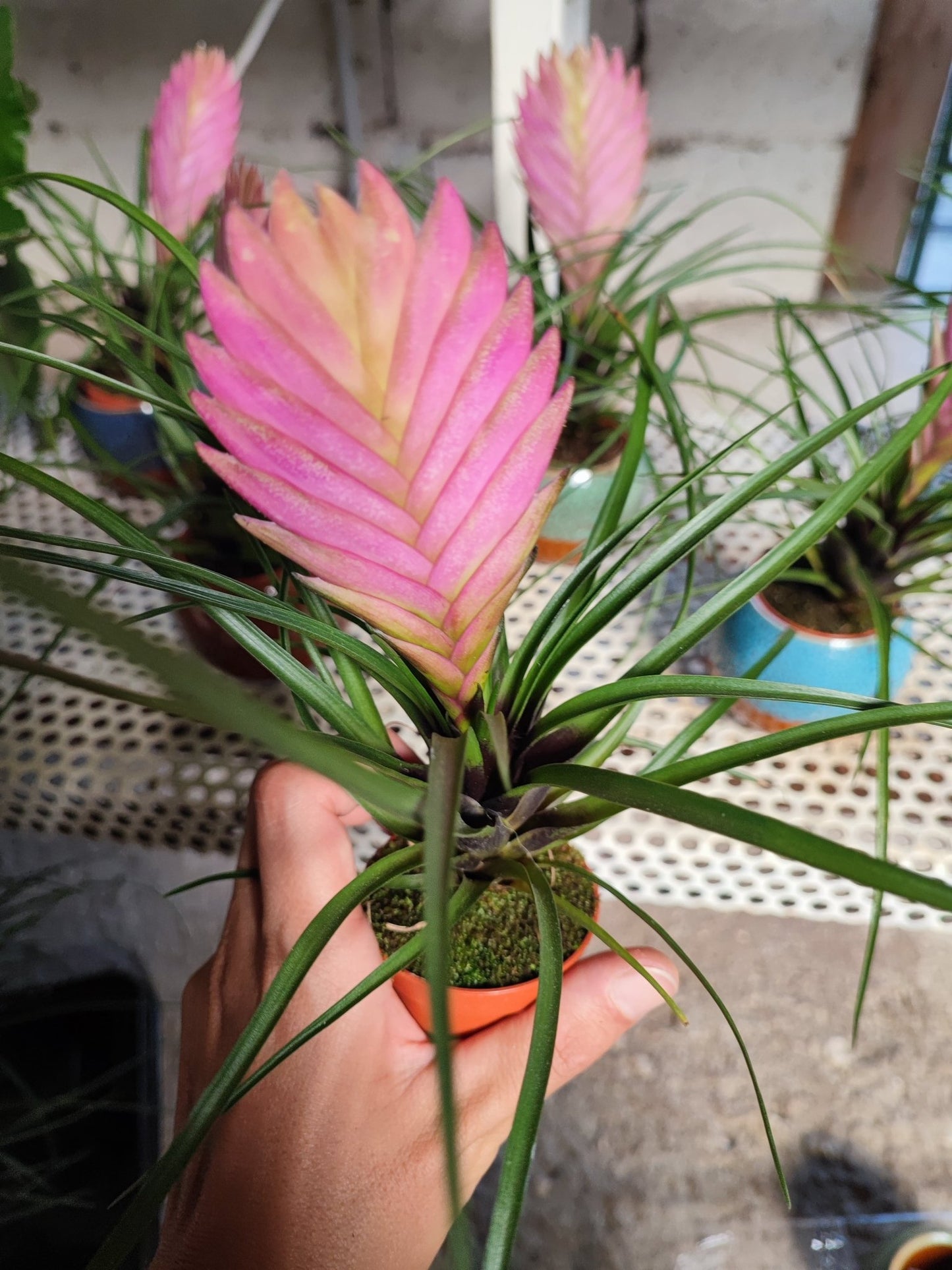 Tillandsia cyanea - ValmaflorValmaflorValmaflorTillandsia cyanea