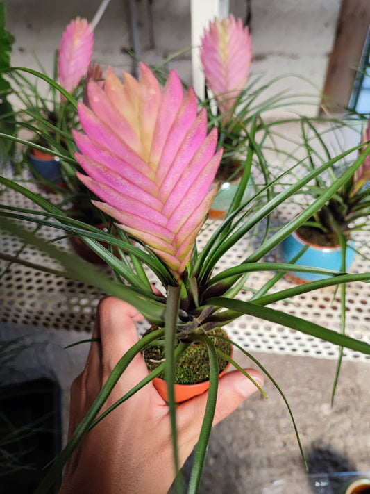 Tillandsia cyanea - ValmaflorValmaflorValmaflorTillandsia cyanea