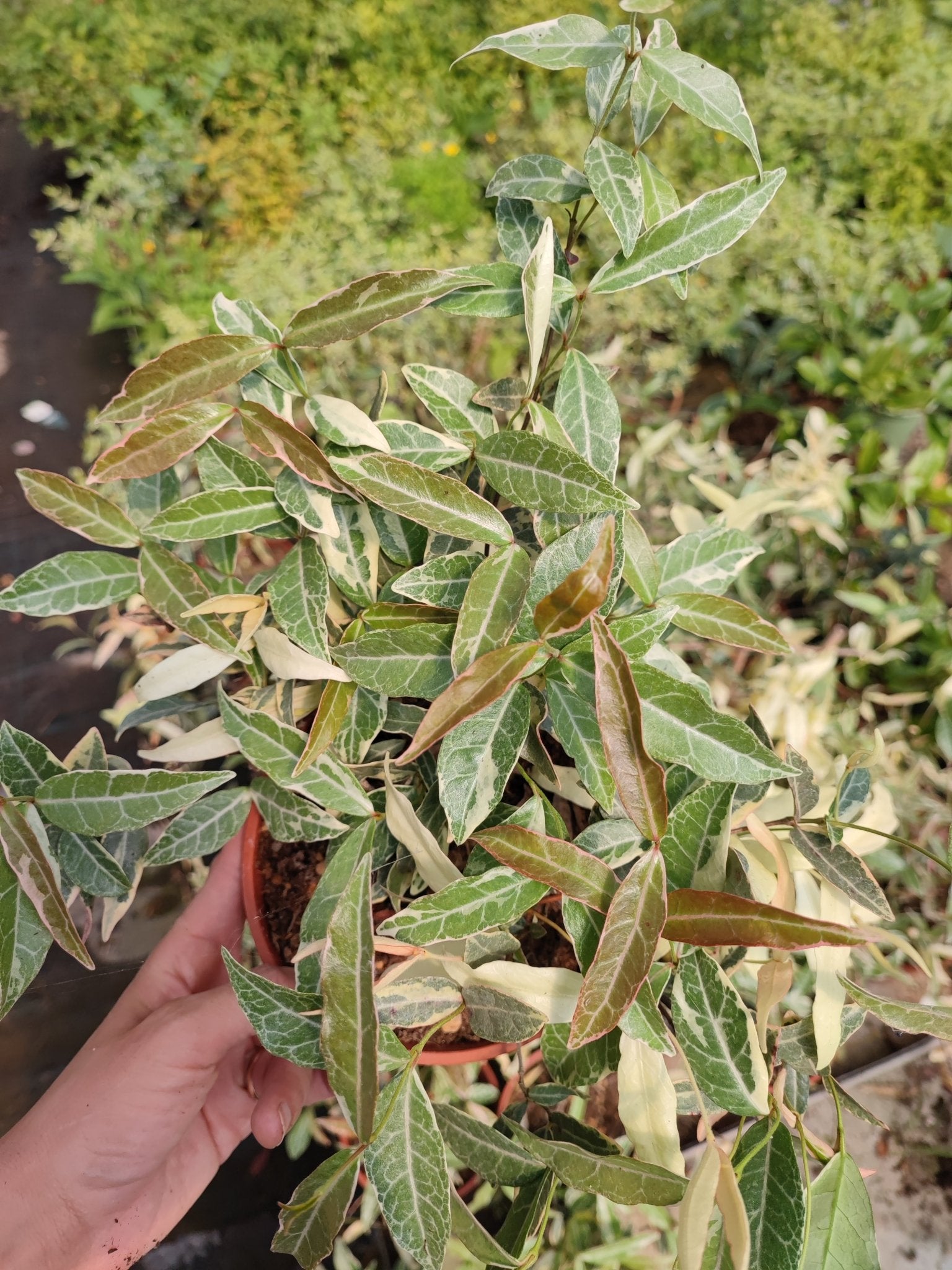Trachelospermum asiaticum nagaba - ValmaflorValmaflorValmaflorTrachelospermum asiaticum nagaba14 cm