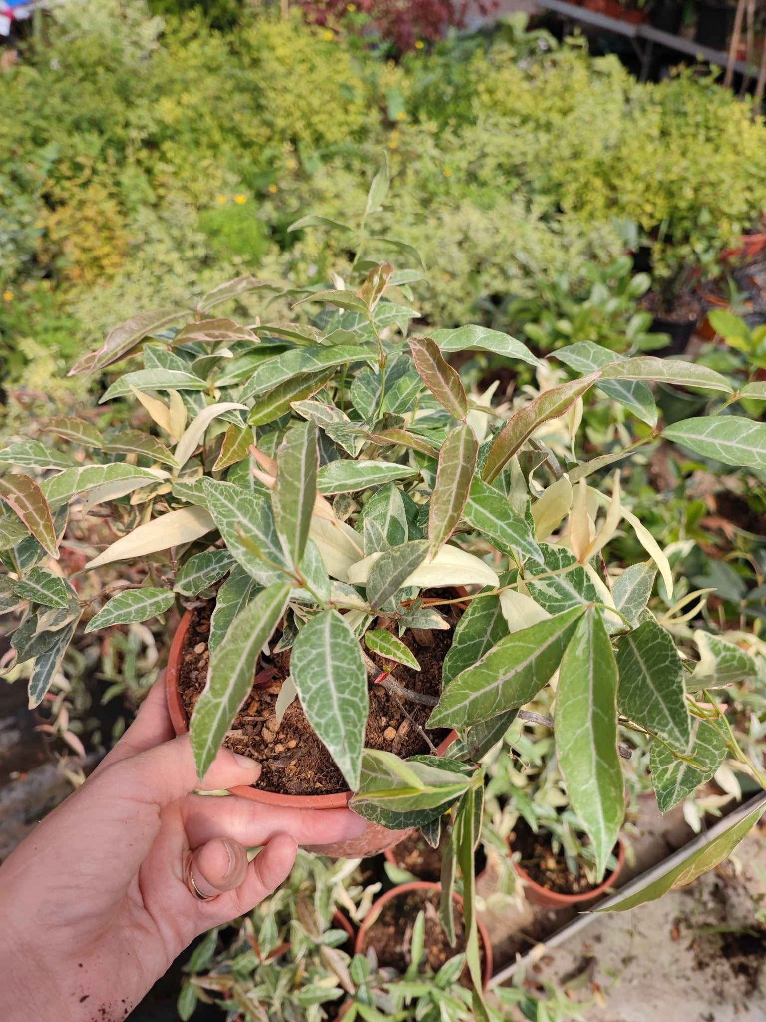 Trachelospermum asiaticum nagaba - ValmaflorValmaflorValmaflorTrachelospermum asiaticum nagaba14 cm