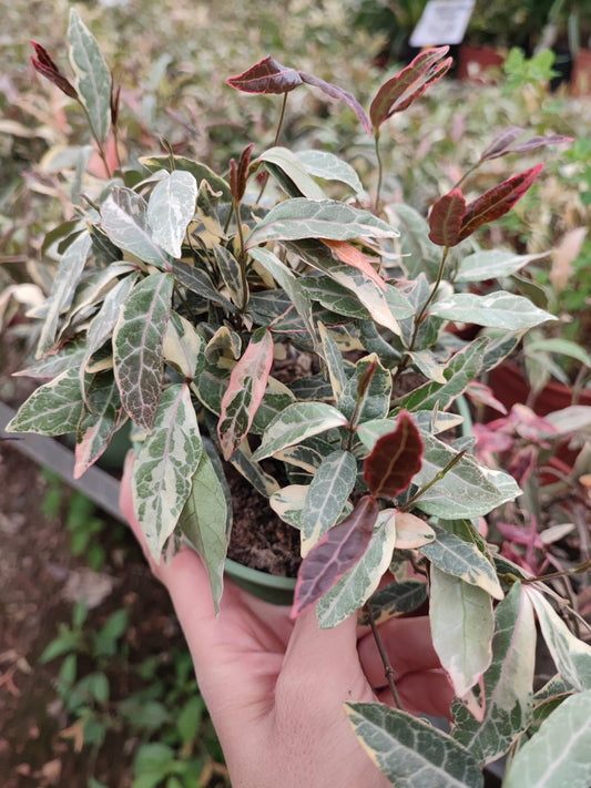 Trachelospermum asiaticum nagaba - ValmaflorValmaflorValmaflorTrachelospermum asiaticum nagaba14 cm
