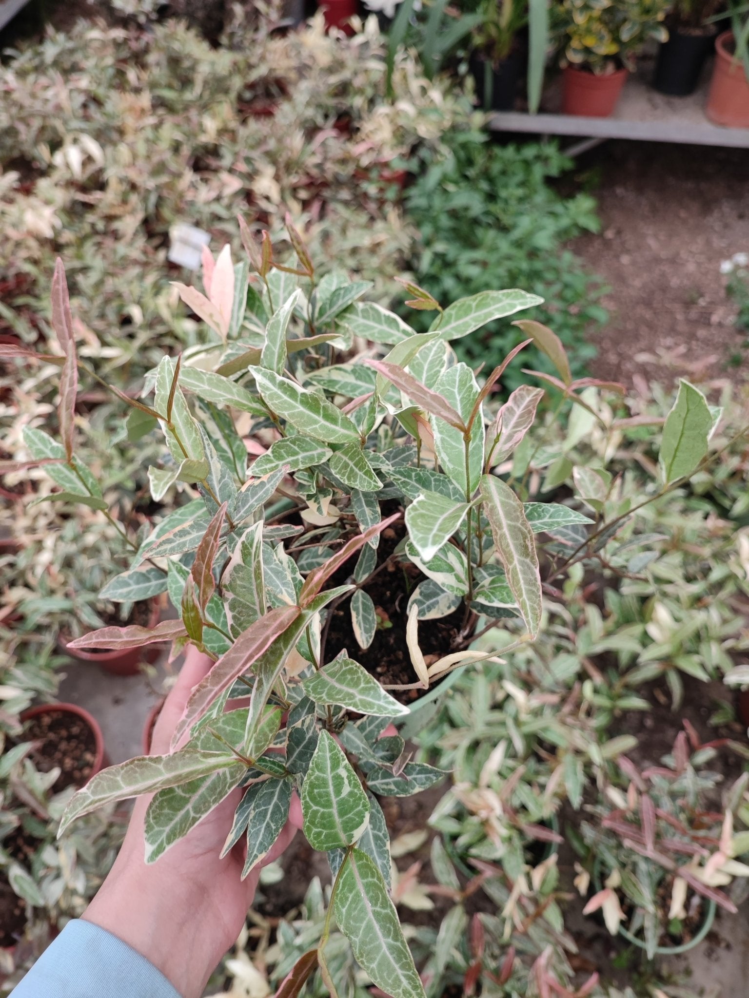 Trachelospermum asiaticum nagaba - ValmaflorValmaflorValmaflorTrachelospermum asiaticum nagaba14 cm