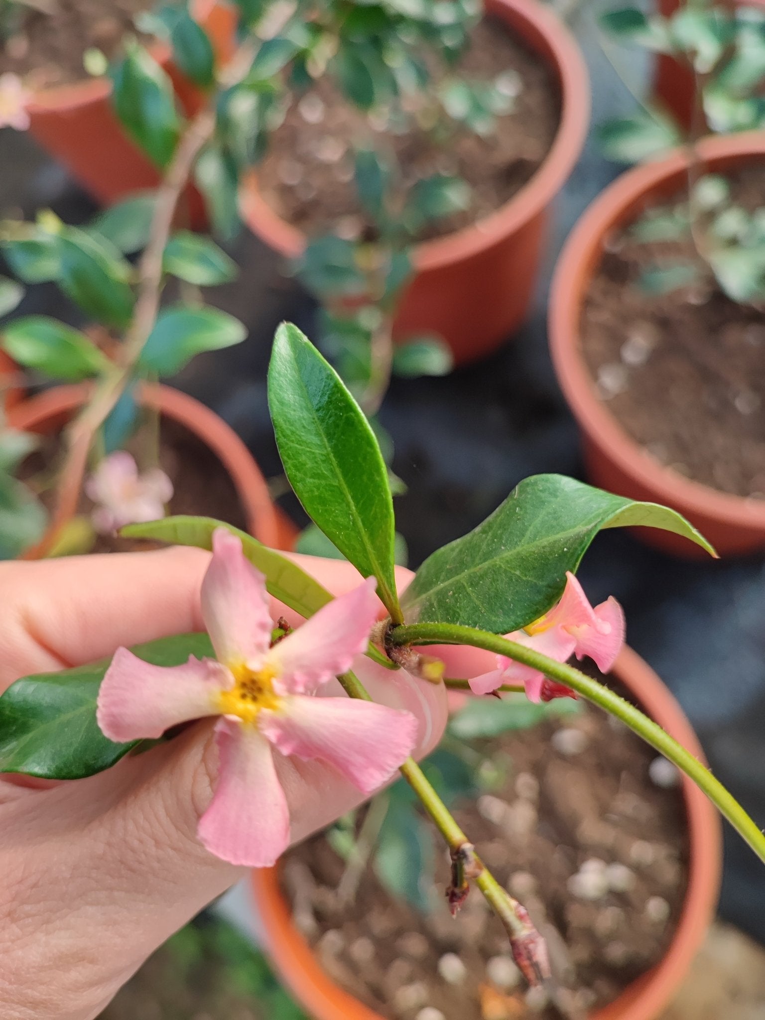 Trachelospermum jasminoides rosa - ValmaflorValmaflorValmaflorTrachelospermum jasminoides rosa - ValmaflorValmaflorValmaflorTrachelospermum jasminoides rosa - Valmaflor