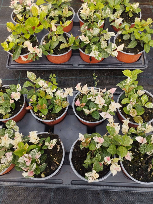 Trachelospermum Tricolor - ValmaflorValmaflorValmaflorGelsomino tricolor - Valmaflor10 cm