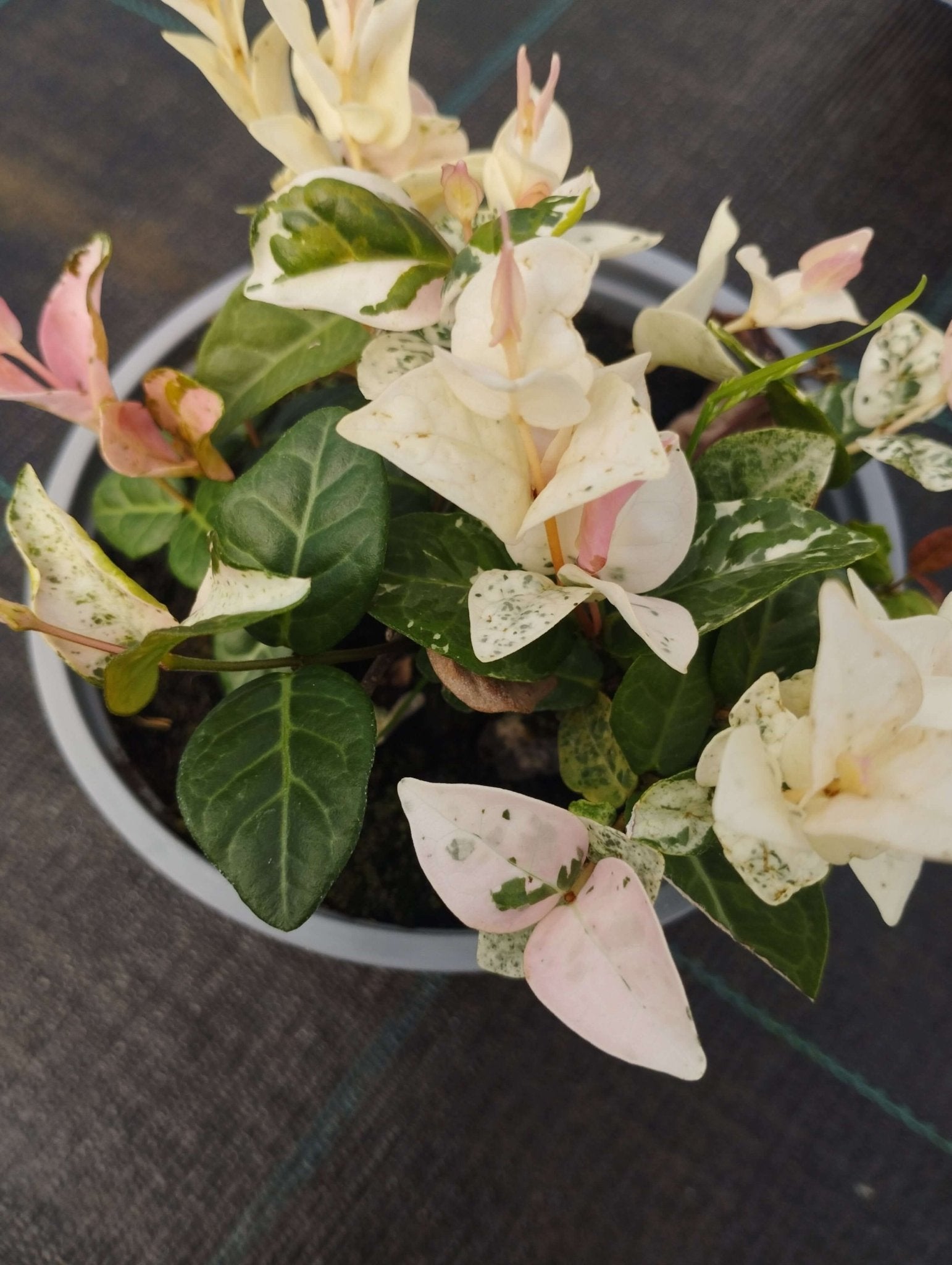 Trachelospermum Tricolor - ValmaflorValmaflorValmaflorGelsomino tricolor - Valmaflor10 cm