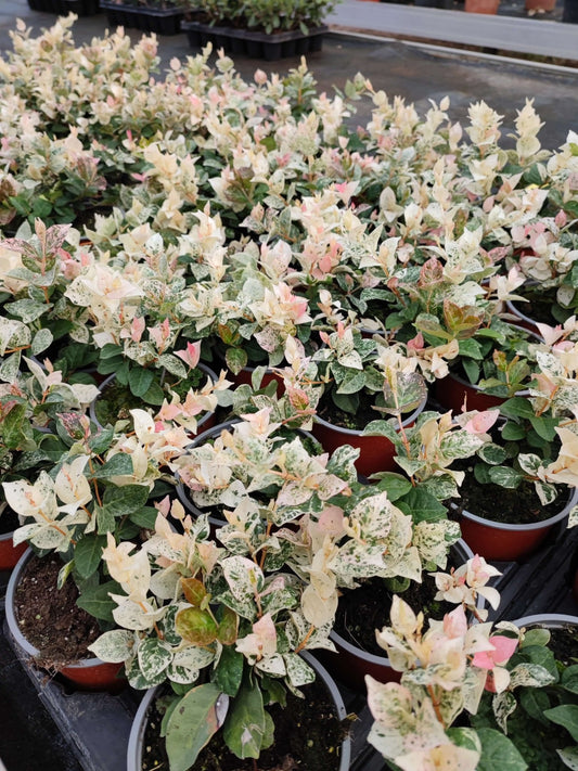 Trachelospermum Tricolor - ValmaflorValmaflorValmaflorGelsomino tricolor - Valmaflor10 cm