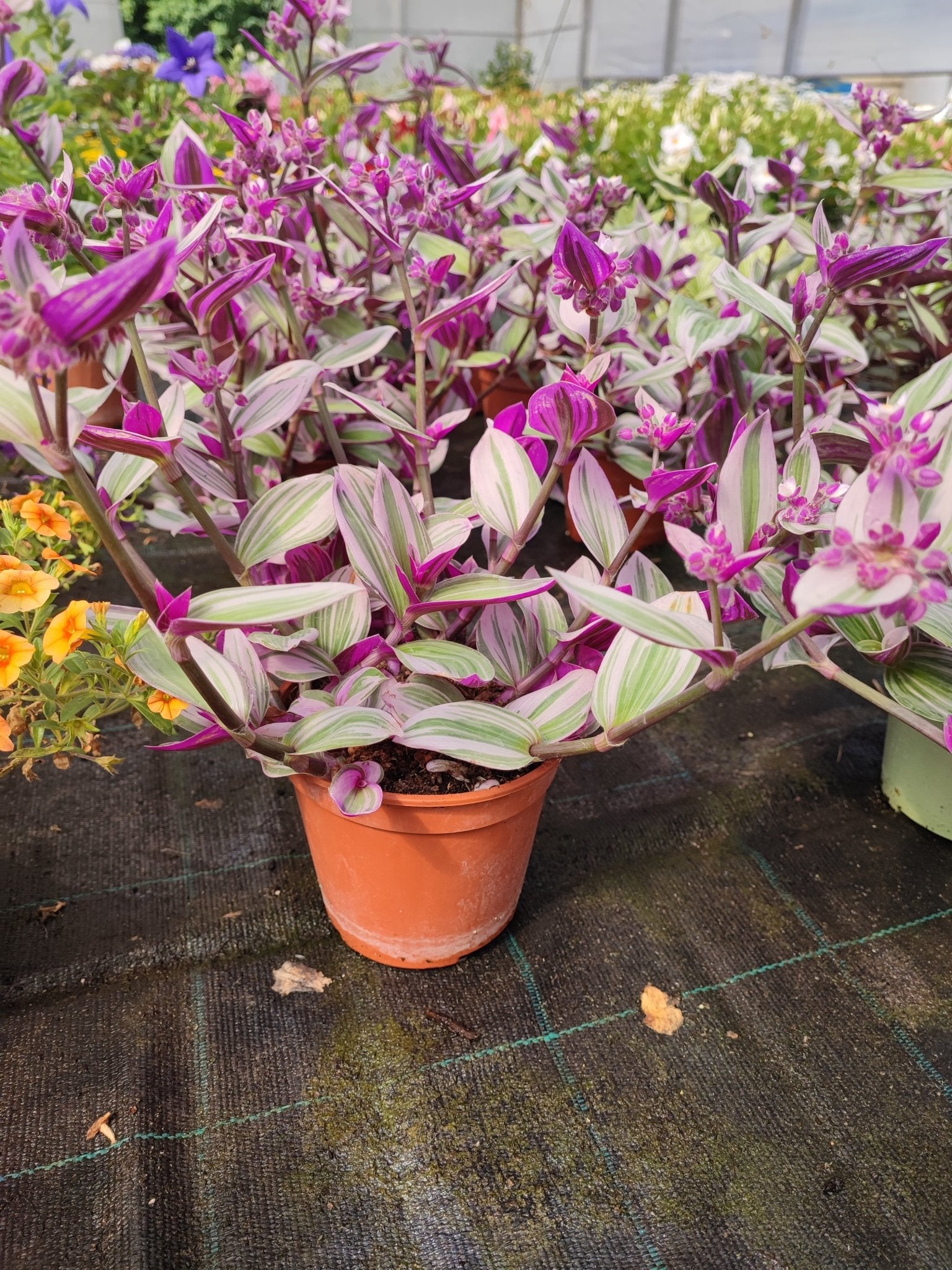 Tradescantia nanouk - ValmaflorValmaflorValmaflorTradescantia nanouk14 cm