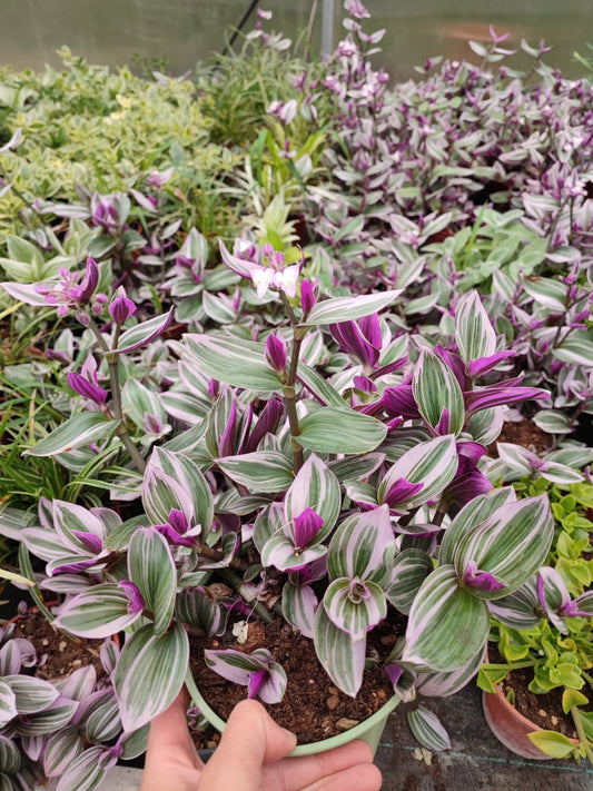 Tradescantia nanouk - ValmaflorValmaflorValmaflorTradescantia nanouk14 cm