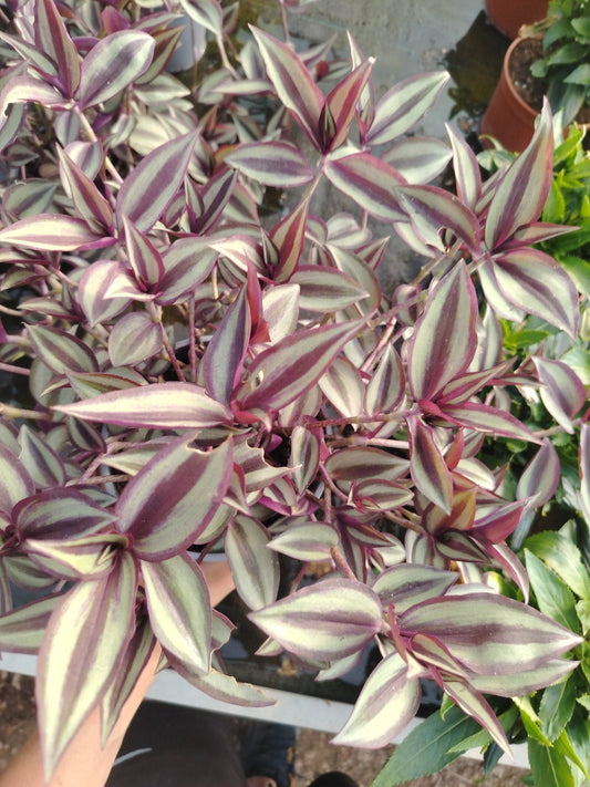Tradescantia zebrina - ValmaflorValmaflorValmaflorTradescantia zebrina - ValmaflorValmaflorValmaflorTradescantia zebrina