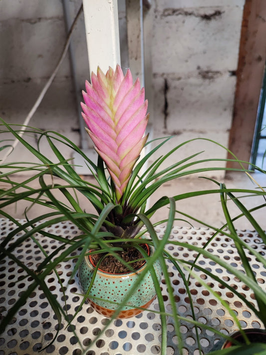 Vaso ceramica - ValmaflorValmaflorValmaflorVaso ceramica