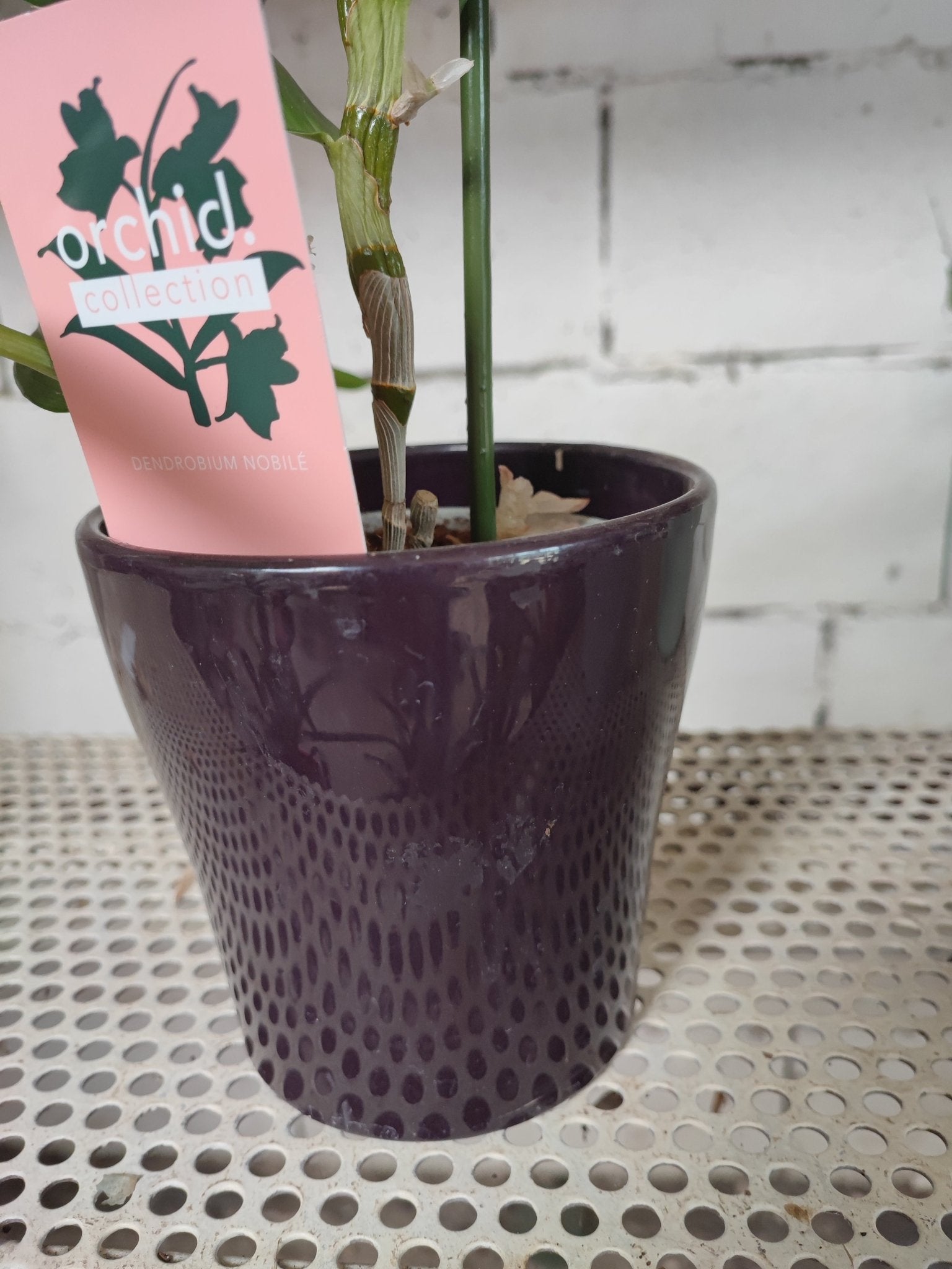 Vaso di ceramica per orchidee 12cm - ValmaflorValmaflorValmaflorVaso di ceramica per orchidee 12cm - ValmaflorValmaflorValmaflorVaso di ceramica per orchidee 12cm