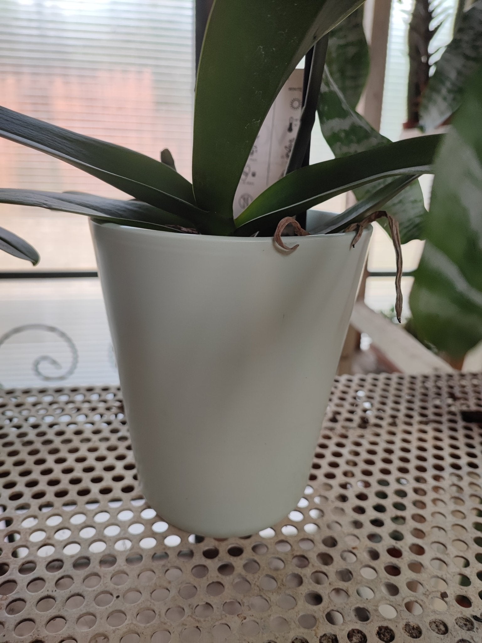 Vaso di ceramica per orchidee 12cm - ValmaflorValmaflorValmaflorVaso di ceramica per orchidee 12cm - ValmaflorValmaflorValmaflorVaso di ceramica per orchidee 12cm