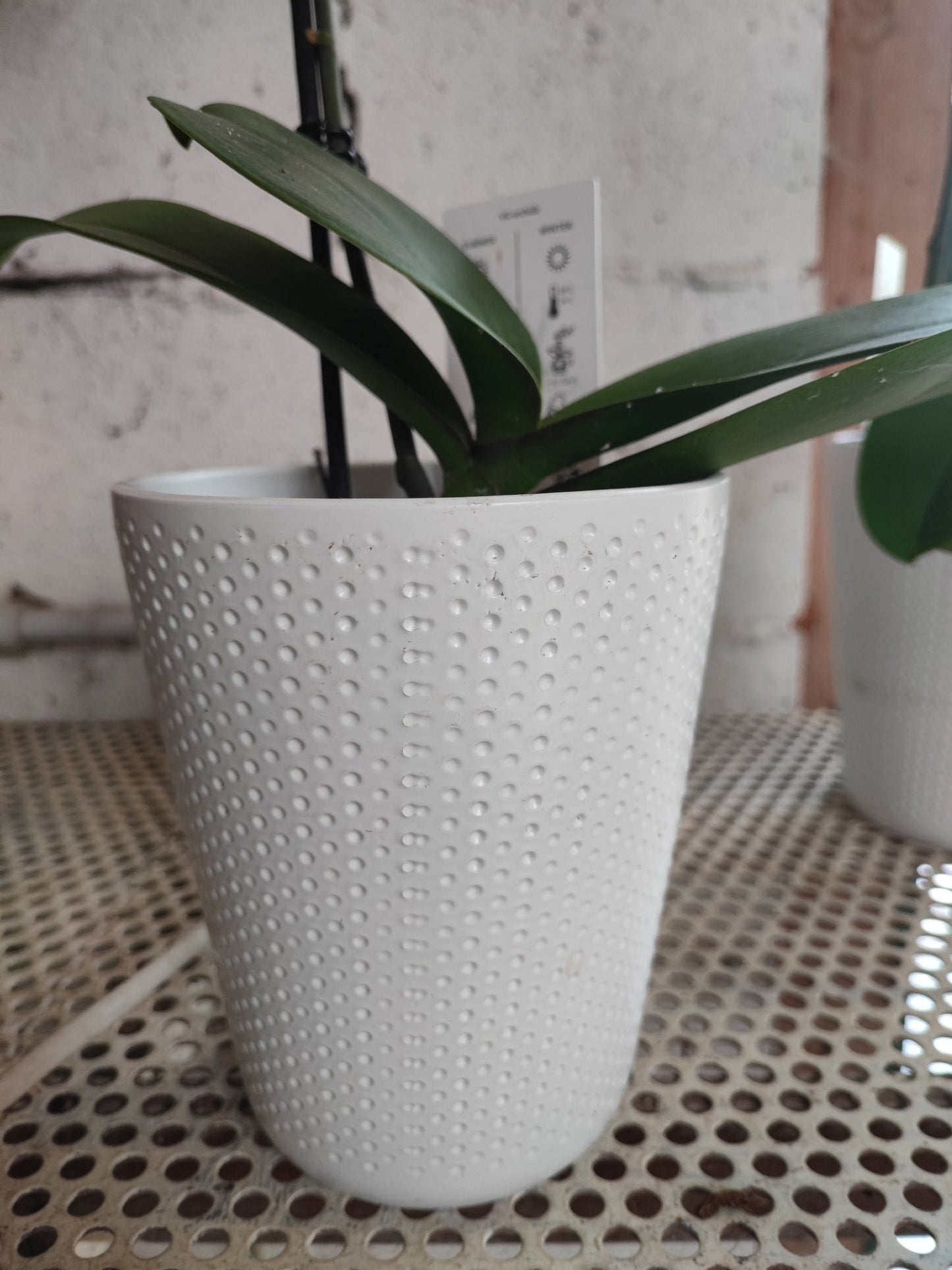 Vaso di ceramica per orchidee 12cm - ValmaflorValmaflorValmaflorVaso di ceramica per orchidee 12cm - ValmaflorValmaflorValmaflorVaso di ceramica per orchidee 12cm