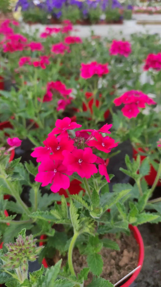 Verbena - ValmaflorValmaflorValmaflorVerbena - ValmaflorValmaflorValmaflorVerbenaRossoRosso