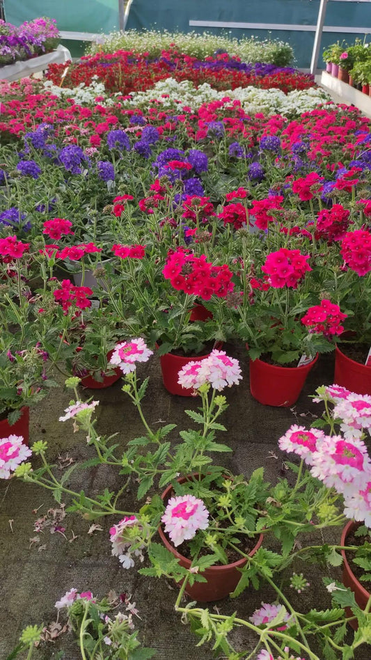 Verbena - ValmaflorValmaflorValmaflorVerbena - ValmaflorValmaflorValmaflorVerbenaRossoRosso