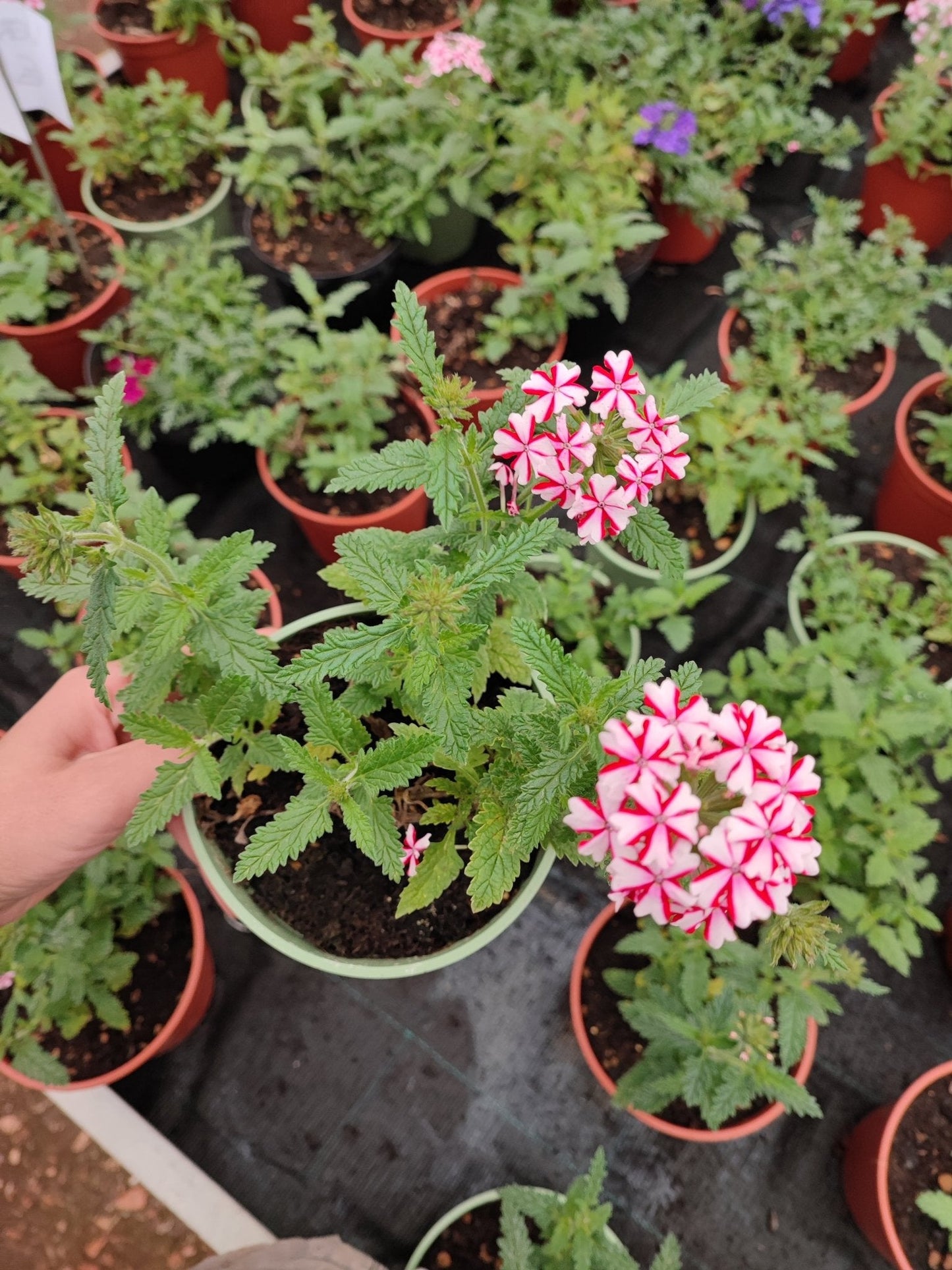 Verbena - ValmaflorValmaflorValmaflorVerbena - ValmaflorValmaflorValmaflorVerbenaFucsiaFucsia