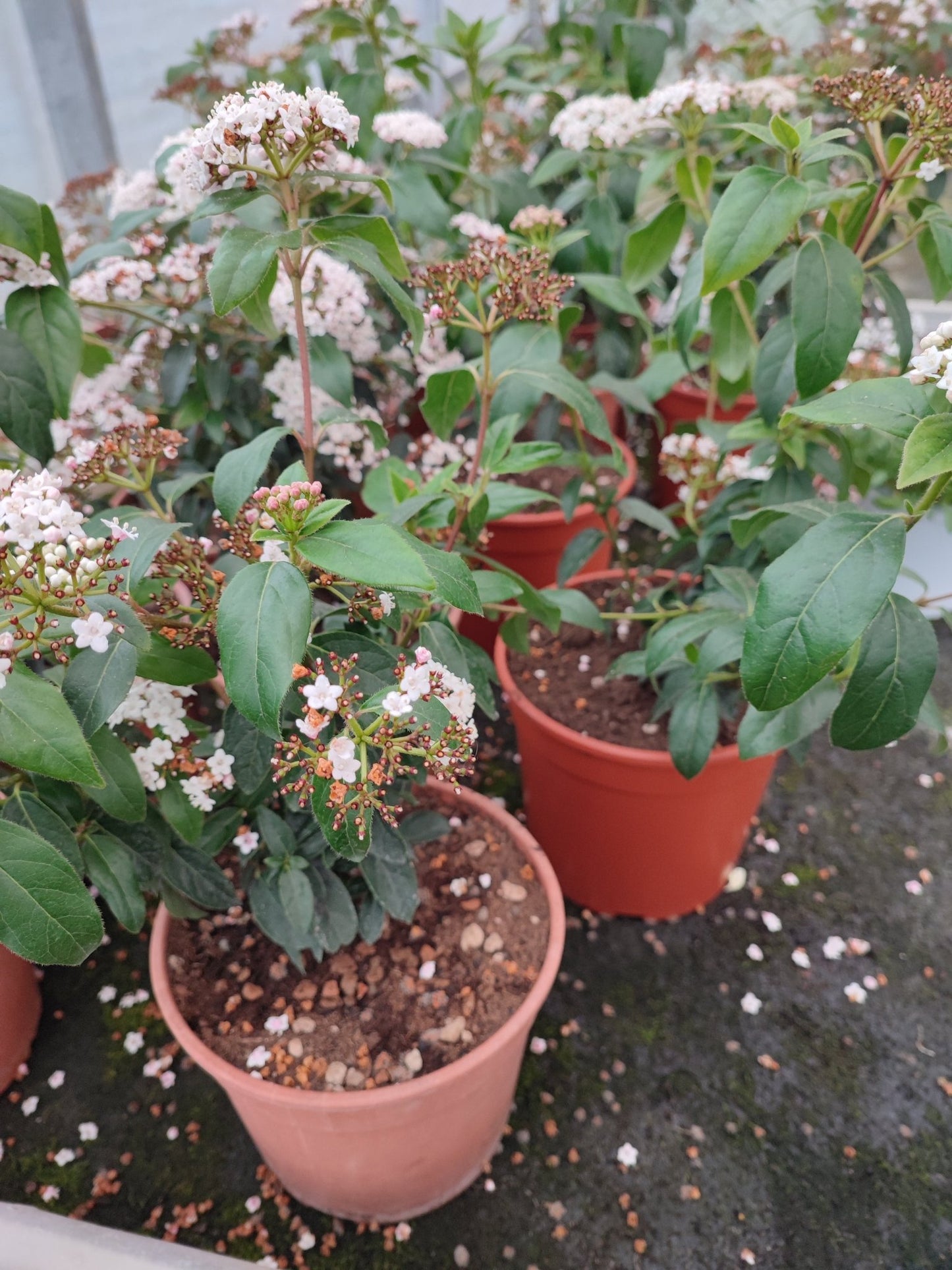 Viburnum tinus - ValmaflorViburnum tinusValmaflorValmaflorViburnum tinus17 cm40/45 cm