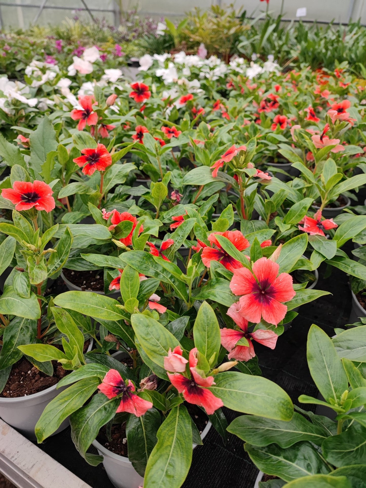 Vinca - ValmaflorValmaflorValmaflorVincaArancione14 cm