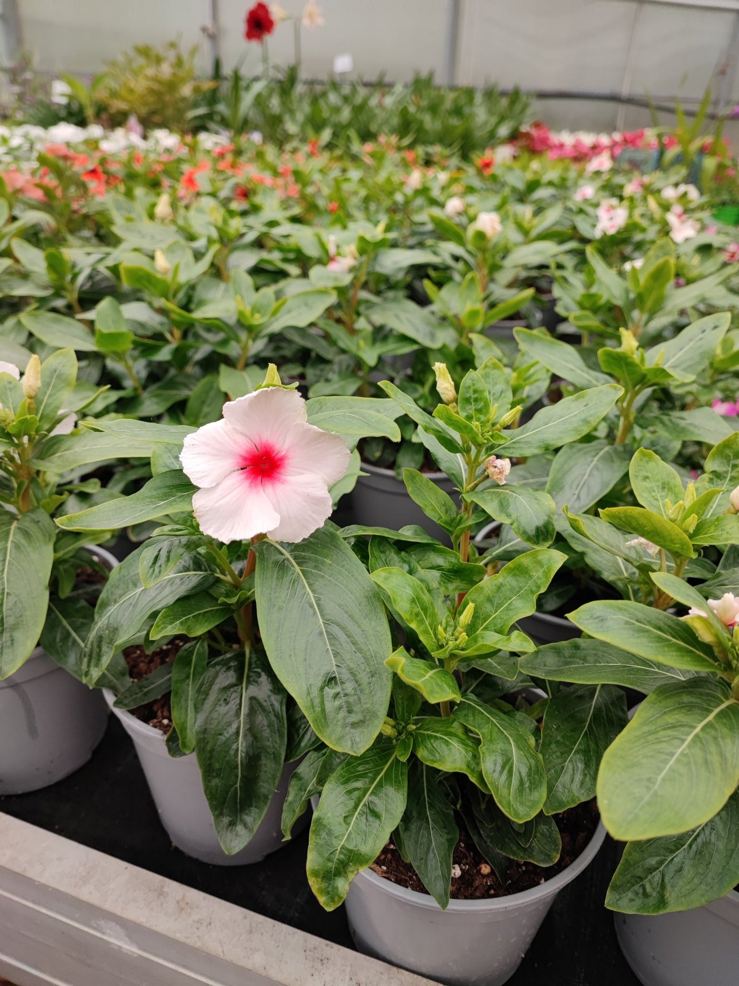 Vinca - ValmaflorValmaflorValmaflorVincarosa14 cm