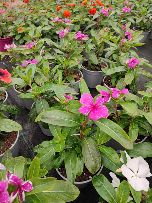 Vinca - ValmaflorValmaflorValmaflorVincaViola14 cm