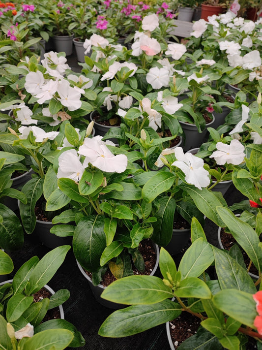 Vinca - ValmaflorValmaflorValmaflorVincaBianco14 cm