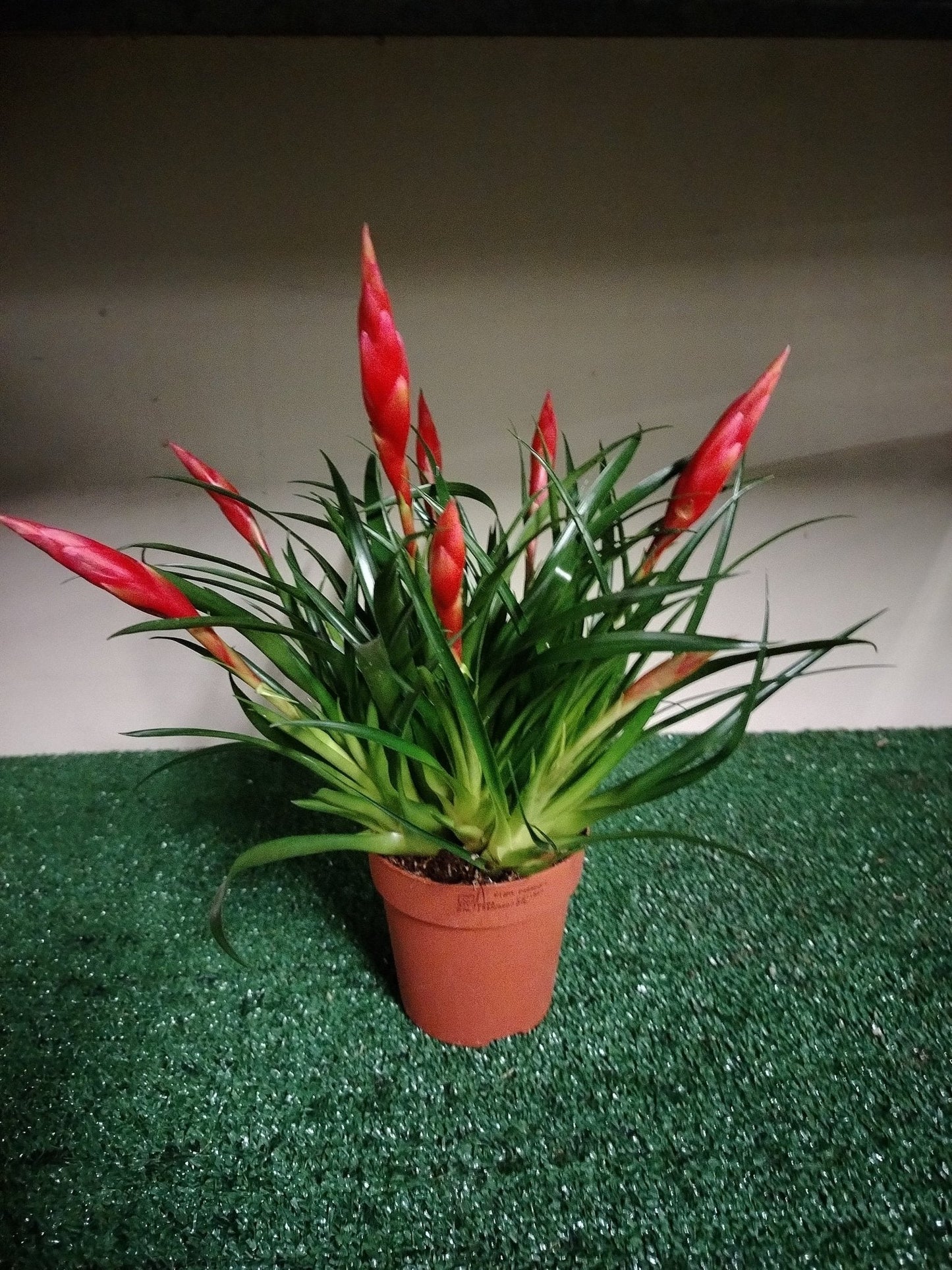 Vriesea Astrid - Valmaflor#ValmaflorValmaflorVriesea Astrid - Valmaflor#ValmaflorValmaflorVriesea Astrid