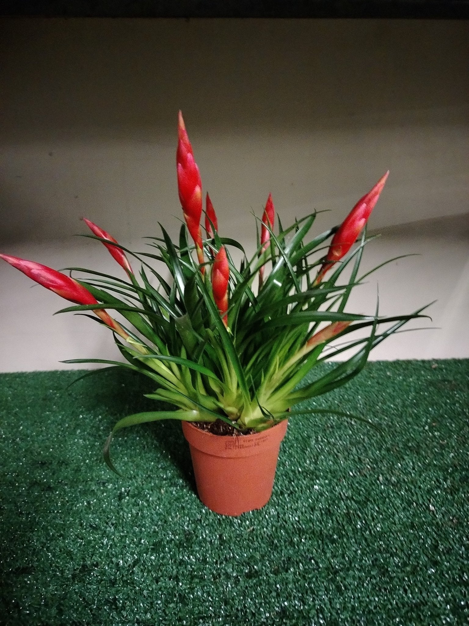 Vriesea Astrid - Valmaflor#ValmaflorValmaflorVriesea Astrid - Valmaflor#ValmaflorValmaflorVriesea Astrid