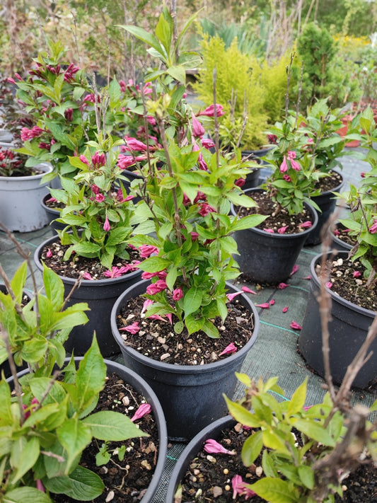 Weigela big love - ValmaflorValmaflorValmaflorWeigela big love - ValmaflorValmaflorValmaflorWeigela big love