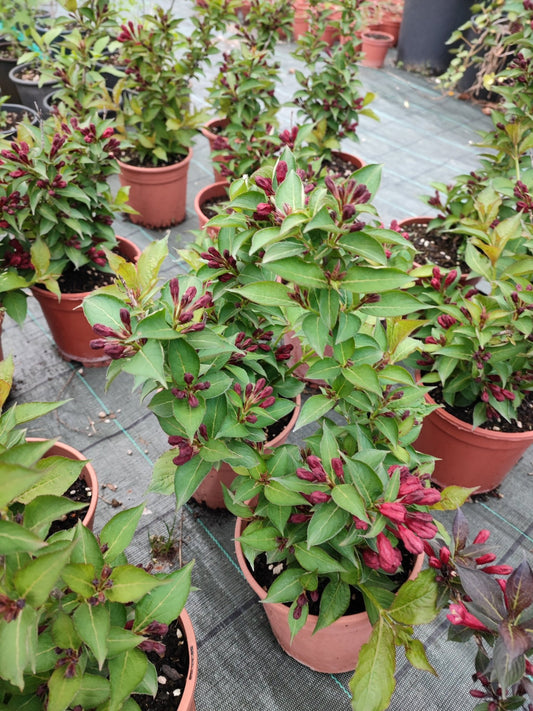 Weigela "Cherry Love" - ValmaflorValmaflorValmaflorWeigela "Cherry Love"