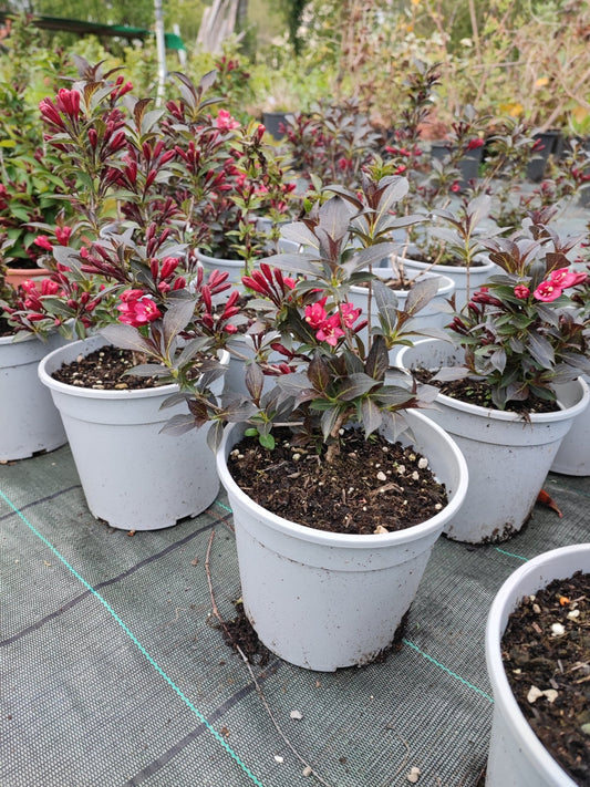 Weigela "Electric Love" - ValmaflorValmaflorValmaflorWeigela "Electric Love"17 cm