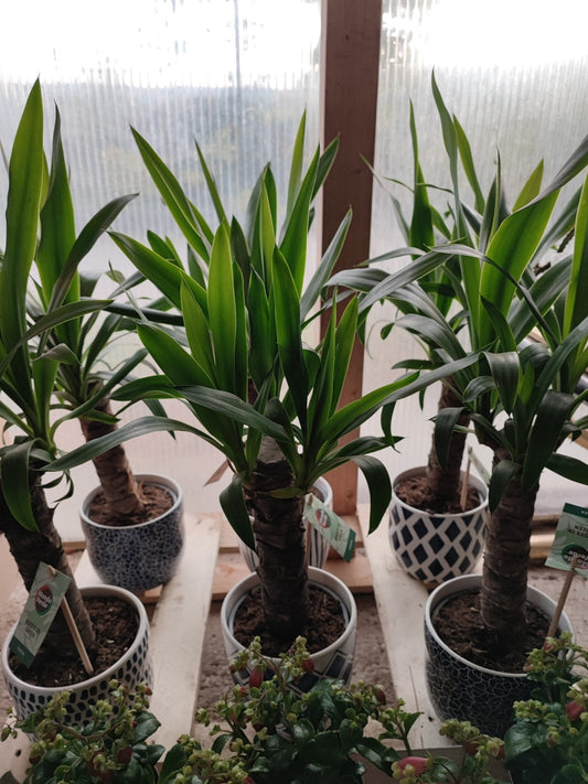 Yucca - ValmaflorValmaflorValmaflorYucca - ValmaflorValmaflorValmaflorYucca