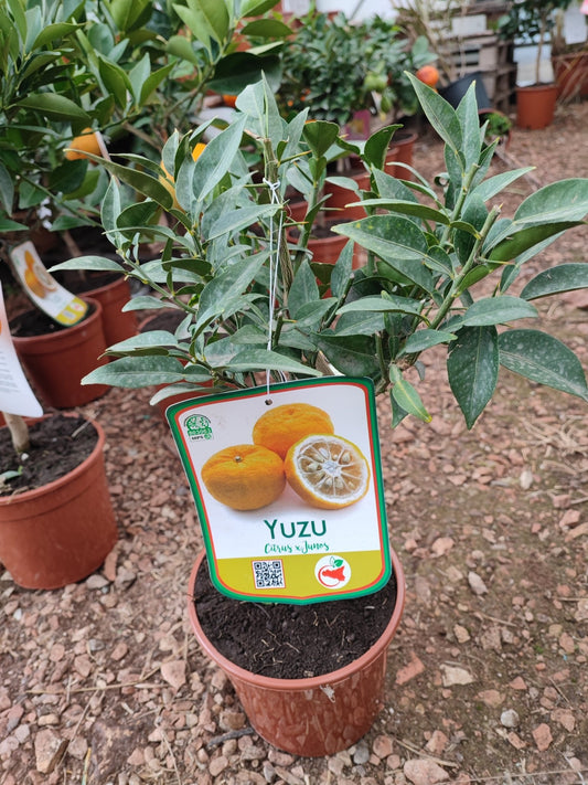 Yuzu - Valmaflor#ValmaflorValmaflorYuzu
