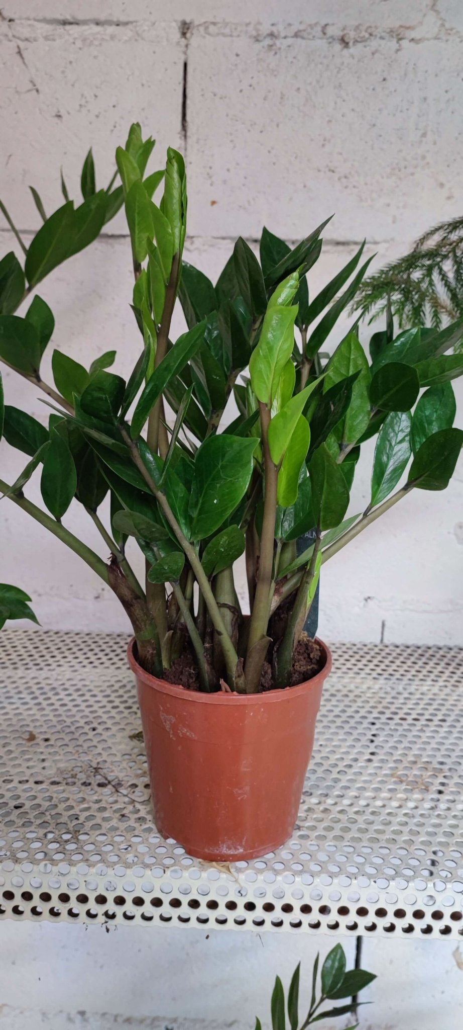 Zamioculcas - ValmaflorZamioculcasValmaflorValmaflorZamioculcas - Valmaflor14 cm60 cm