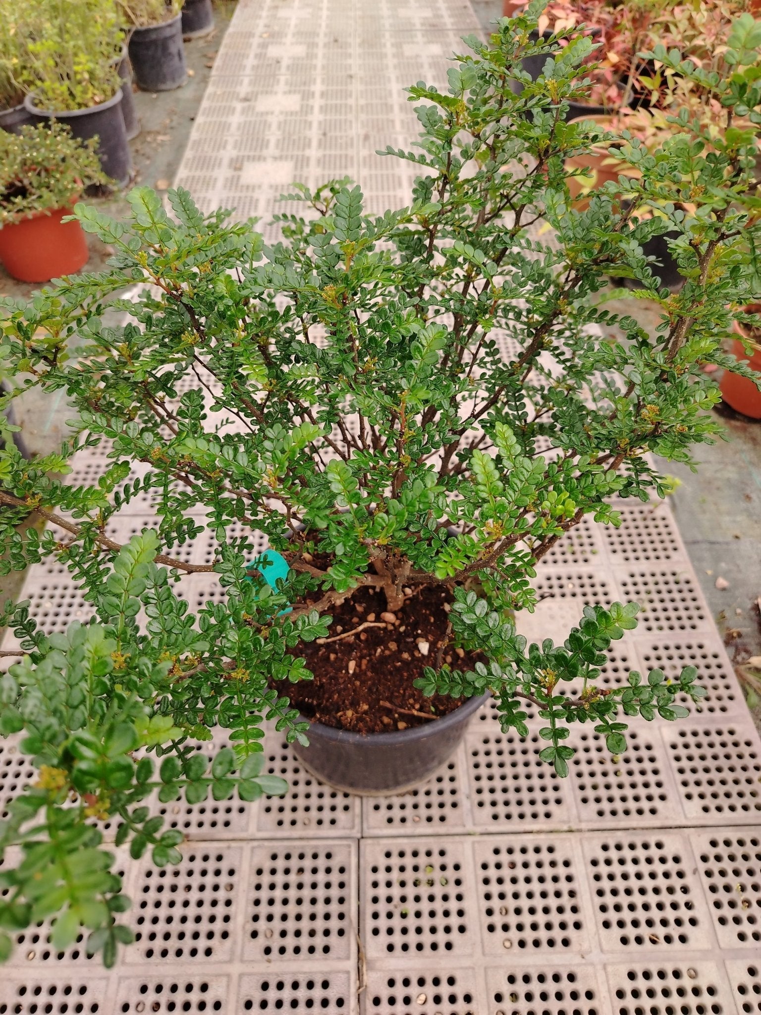 zanthoxylum piperitum - ValmaflorValmaflorValmaflorzanthoxylum piperitum - ValmaflorValmaflorValmaflorzanthoxylum piperitum2222