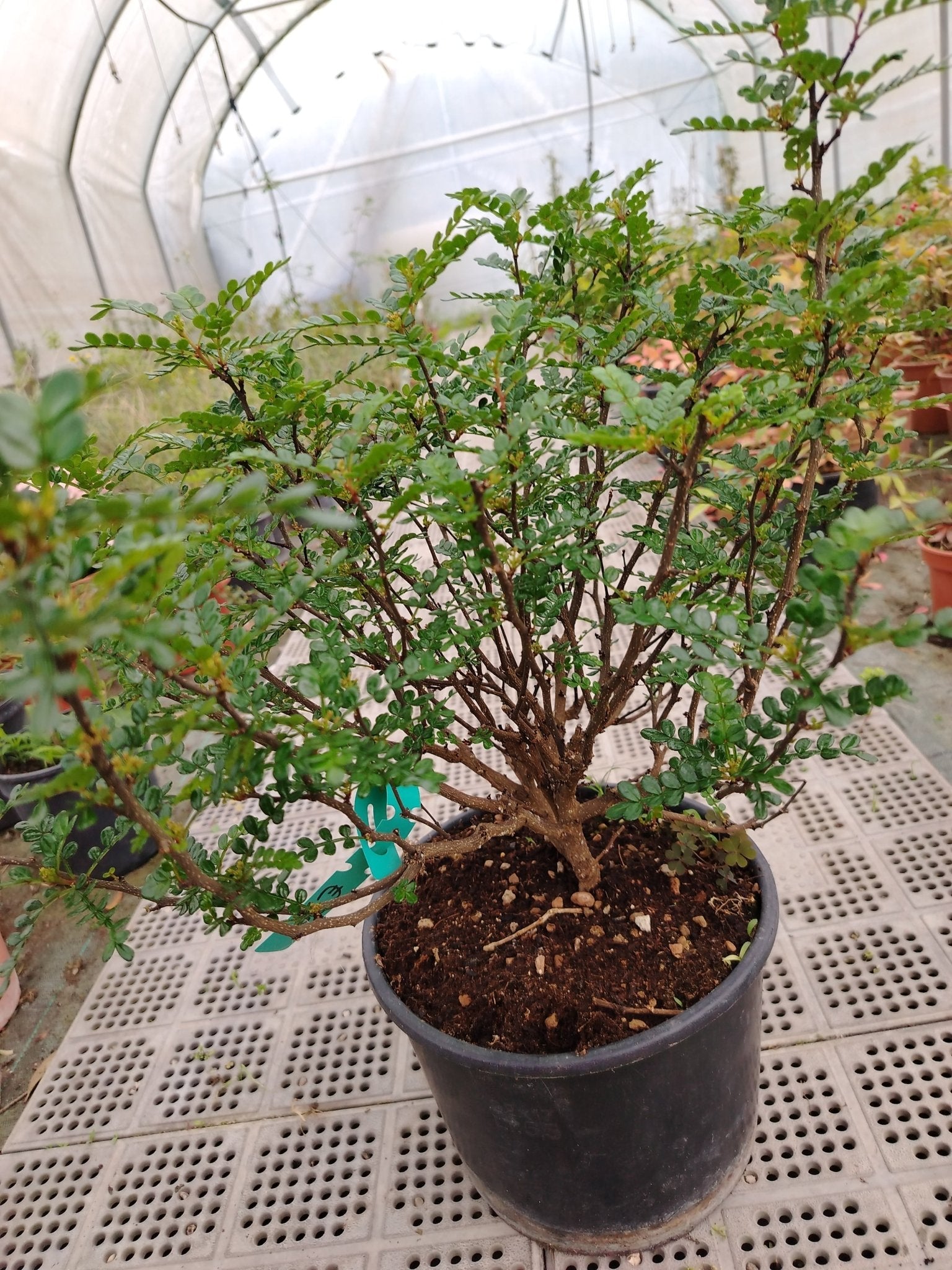 zanthoxylum piperitum - ValmaflorValmaflorValmaflorzanthoxylum piperitum - ValmaflorValmaflorValmaflorzanthoxylum piperitum2222